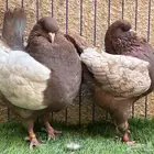 (تم البيع ) جوز كنق