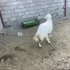 خروف فحل سديس صنف وشرط