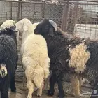 طليان خرفان للبيع