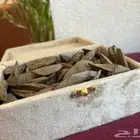 عود مروكي
