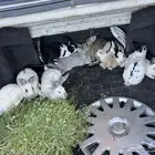 ارانب بلدي و فرنسي وايطالي للبيع
