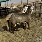 طليان سواكن مشاريع فحول