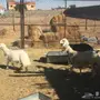 خرفان 