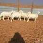 5 طليان حرية طيبه