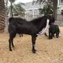 تيس هولندي خصصصم