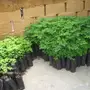 شجرة المورينجا