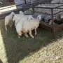 ذبايح حرية رخال