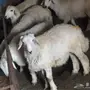 طليان للبيع 