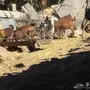 10 معزا حص يتبعها 2 