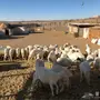 مزاد لاعلى سوم على ضان حرش