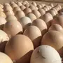 بيض براهما اصل