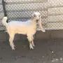 بيع تيس وجفره 