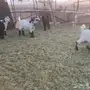 معزا مولده للبيع 