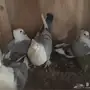زوج روماني بانتاجه 