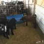 تيوس لبيع 