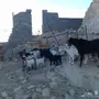 معزا للبيع 
