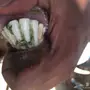 عنز يتبعها جفره 