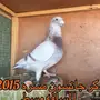 زاجل سباق خوارج 