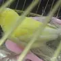 ذكر كناري سوري مغرد وجاهز