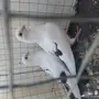 حمام سوري