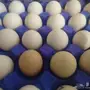 بيض مخصب فائق الجودة - مزرعة التاج
