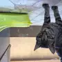 قطه للتبني