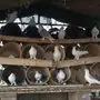 حمام شيرازي