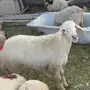 طليان للبيع 