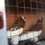 نفاخ مسوبع