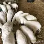 بهم حريات بريات العدد 17 
