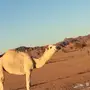 بكره بنت بعير الطهيمي( المسكت)