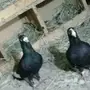 مسود سوري 