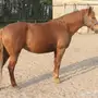 خيل -   خيل كان حصان او