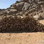 حمله دينه