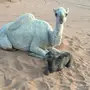 خلفه وضحاء للبيع 