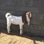 تيس حجازي (هولندي)