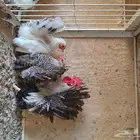 دجاج جابانيز منتج شبب مزرعة برنس الغربيه جده