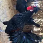 بيض دجاج بولش