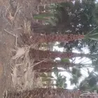 زراعه النخيل عربي واشنطني