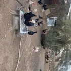 بيض بلدي للاكل والتفقيس