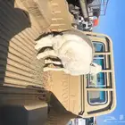 تامين ذبايح خرفان ورخال وتيوس مناسبات او ثلاجه