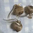 زعفران بذوراوبصيلات
