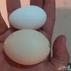 بيض دجاج خوارج حسب الطلب جده ذهبان