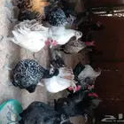 دجاج عربي كوبرات جده ذهان