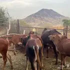 حسلان بلدي سمان للبيع