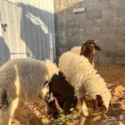 هرافي نعيم