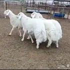 ذبايح جزلة في البدايع