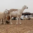 مشروع فحل ابرص فاخر تم البيع