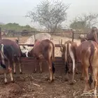 حسلان عجول بلدي سمان