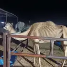 هجن للقحه لها 4او اكثر باللقاح